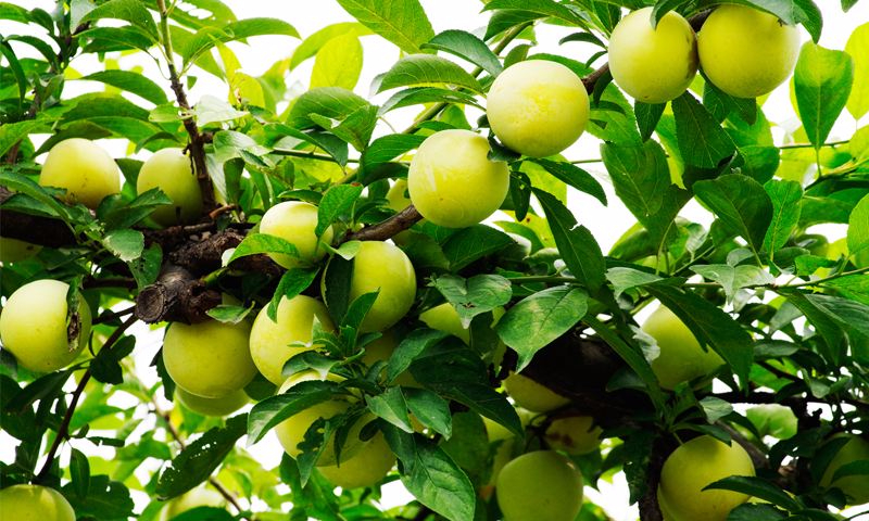 九游手机版下载案例展示二